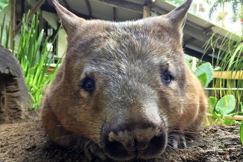 Skip The Line: Kuranda Rainforestation Nature Park Ticket - Grafton Accommodation 1