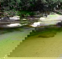 Afternoon Half-Day Daintree Rainforest and River Tour