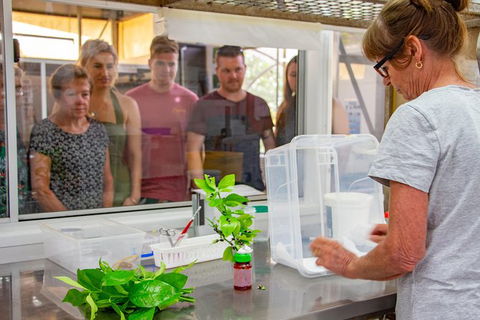 Australian Butterfly Sanctuary - Grafton Accommodation 6