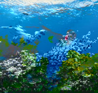 Full Day Snorkel In The Great Barrier Reef - Grafton Accommodation