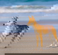 Fraser Island 4WD Tour from Rainbow Beach - Grafton Accommodation