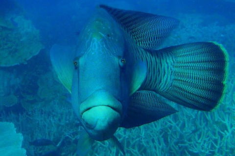Great Barrier Reef Luxury Expedition Cruise Cabin Booking 7 Days 6 Night - Grafton Accommodation 3