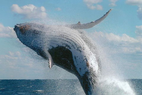 Great Barrier Reef Luxury Expedition Cruise Cabin Booking 7 Days 6 Night - Grafton Accommodation 7