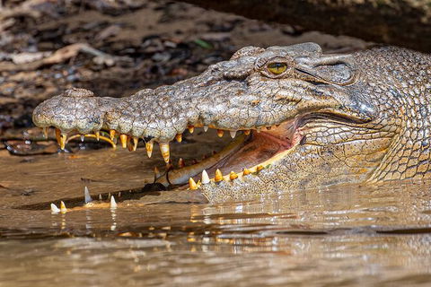 Daintree River Sunset Cruise - Grafton Accommodation 6