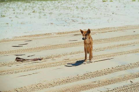 Dingos 3 Day Tag Along Fraser Island 4WD Adventure - Grafton Accommodation 1