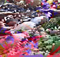 Wang'ari Dreaming Bush Tucker Tour