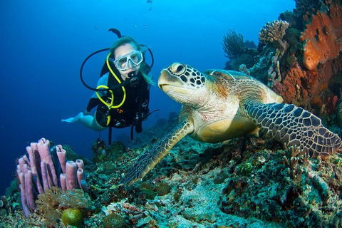 PADI Diving Courses On The Gold Coast - Grafton Accommodation 1
