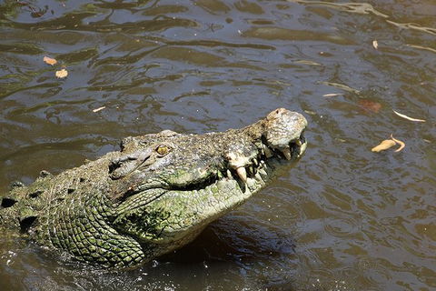 Virtual Interactive Australian Wildlife Tour With Private Guide-Wildlife Habitat - Grafton Accommodation 2