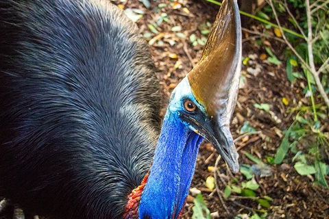 Virtual Interactive Australian Wildlife Tour With Private Guide-Wildlife Habitat - Grafton Accommodation 5