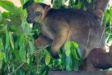 Virtual Interactive Australian Wildlife Tour With Private Guide-Wildlife Habitat - Grafton Accommodation 1