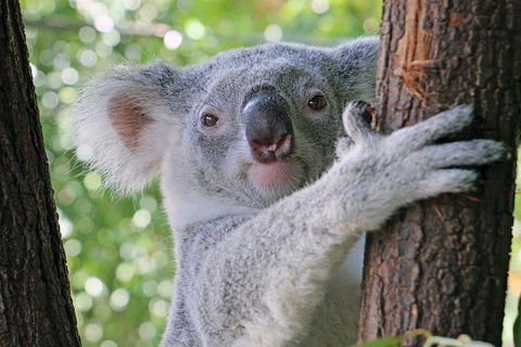 Virtual Interactive Australian Wildlife Tour With Private Guide-Wildlife Habitat - Grafton Accommodation 0