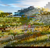 Barossa Valley Highlights from Barossa Valley Including Wine and Cheese Tasting - Grafton Accommodation