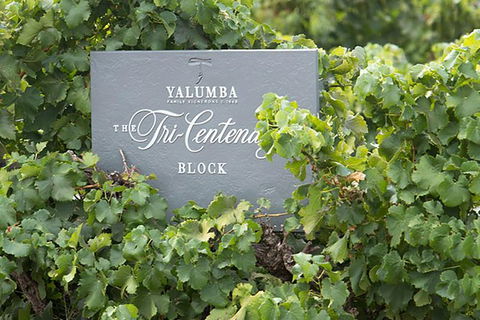 Yalumba Nursery & Grenache Discovery Tour + Platter Lunch - Grafton Accommodation 0