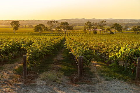 Yalumba Signature Tour - Grafton Accommodation 5