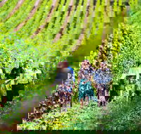 Tasmanian Wine Tour - Grafton Accommodation