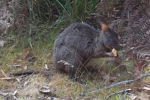 Cruise Ship Excursion: NW Tassie Coastal Explorer - Grafton Accommodation 5
