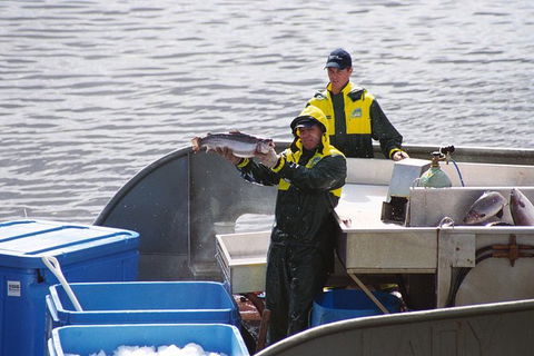 Afternoon Gordon River Dinner Cruise - Departing 3pm - Grafton Accommodation 3