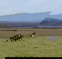 Spend a day in one of Tasmania's best wildlife National Park's - Grafton Accommodation