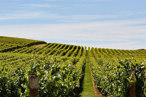 Launceston Wine & Sightseeing Tours - Grafton Accommodation 3