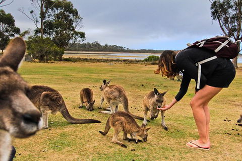 4-Day Fabulous Tasmania Tour: Wineglass Bay, Port Arthur, Devils & Bruny Island - Grafton Accommodation 5