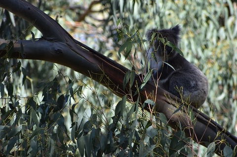 Great Ocean Road Tour Plus Koalas, Forest Walk And Morning Tea. - Grafton Accommodation 2