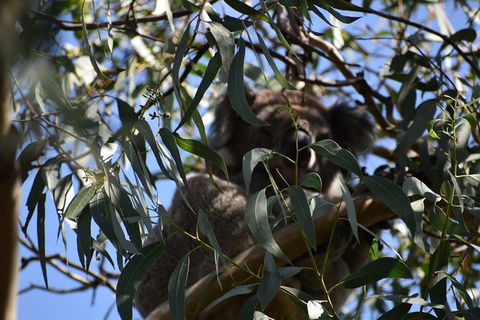 Great Ocean Road Tour Plus Koalas, Forest Walk And Morning Tea. - Grafton Accommodation 6