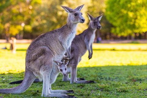 LGBT+ Friendly Full Day Phillip Island Private Tour - Grafton Accommodation 2