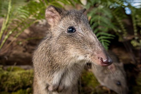 Walk With Wildlife: Guided Tour In Great Ocean Road - Grafton Accommodation 1