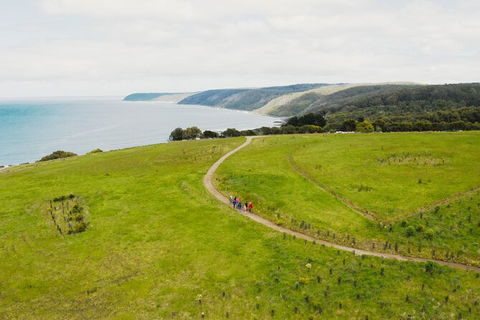 Walk With Wildlife: Guided Tour In Great Ocean Road - Grafton Accommodation 3