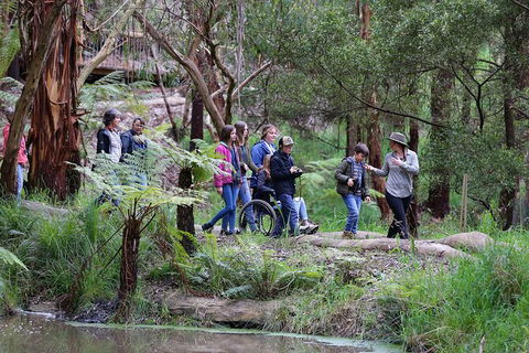 Walk With Wildlife: Guided Tour In Great Ocean Road - Grafton Accommodation 4