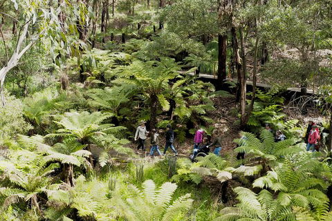 Walk With Wildlife: Guided Tour In Great Ocean Road - Grafton Accommodation 6