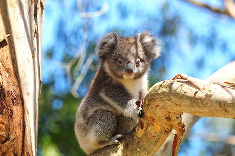Walk With Wildlife: Guided Tour In Great Ocean Road - Grafton Accommodation 2