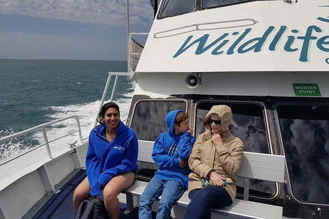 Phillip Island Penguin And Wildlife Tour - Grafton Accommodation 15