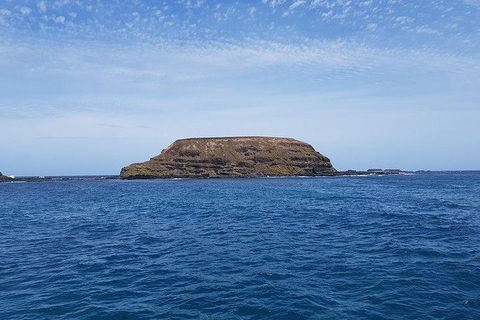 Phillip Island Penguin And Wildlife Tour - Grafton Accommodation 17
