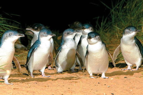 Phillip Island Penguin And Wildlife Tour - Grafton Accommodation 0
