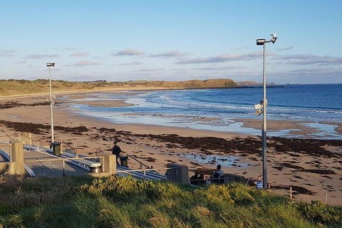 Phillip Island Penguin And Wildlife Tour - Grafton Accommodation 8