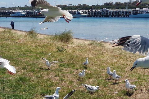 Phillip Island Penguin And Wildlife Tour - Grafton Accommodation 1