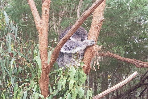 Phillip Island Penguin And Wildlife Tour - Grafton Accommodation 16