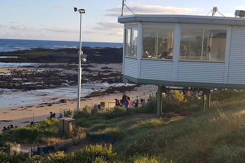 Phillip Island Penguin And Wildlife Tour - Grafton Accommodation 33
