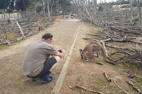 Phillip Island Penguin And Wildlife Tour - Grafton Accommodation 30