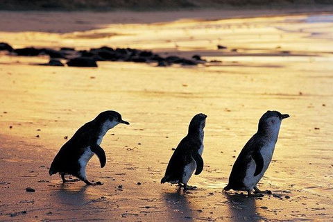 Phillip Island Penguin And Wildlife Tour - Grafton Accommodation 13