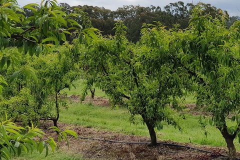 Yarra Valley Wineries And Rayners Orchard Tour From Melbourne - Grafton Accommodation 27