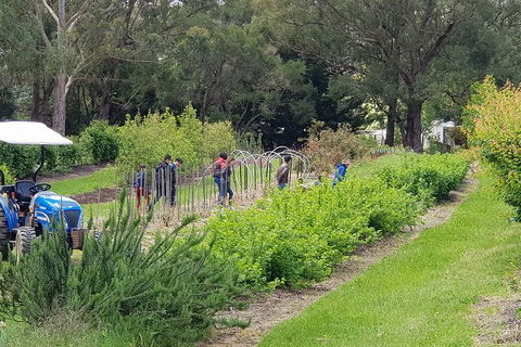 Yarra Valley Wineries And Rayners Orchard Tour From Melbourne - Grafton Accommodation 3