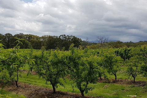 Yarra Valley Wineries And Rayners Orchard Tour From Melbourne - Grafton Accommodation 18