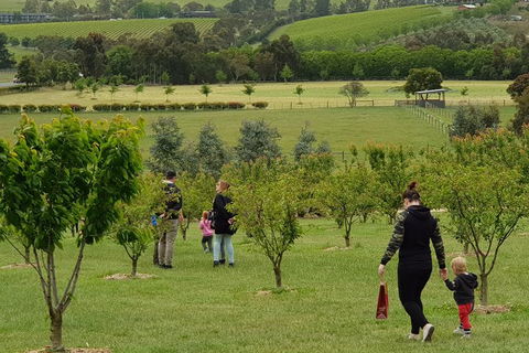 Day Tour Of Yarra Valley Puffing Billy And Rayners Orchard - Grafton Accommodation 36