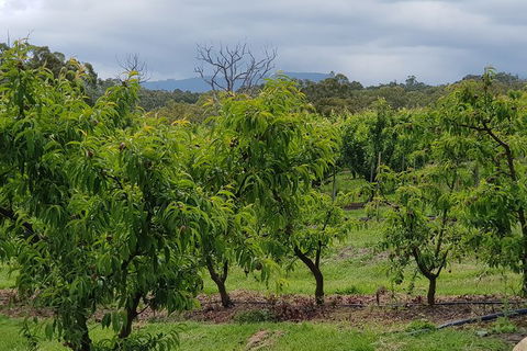 Day Tour Of Yarra Valley Puffing Billy And Rayners Orchard - Grafton Accommodation 41