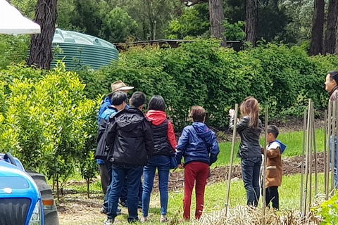 Day Tour Of Yarra Valley Puffing Billy And Rayners Orchard - Grafton Accommodation 16