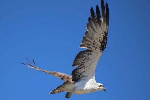 Romance Aircraft Flight + Scenic Tour + 3 Course Lunch + Beer Tasting + Hamper - Grafton Accommodation 4