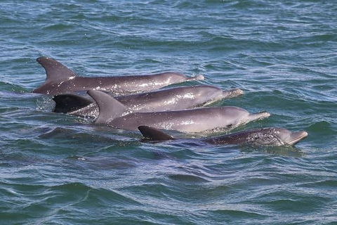 Romance Cruise + Scenic Tour + Beer Tasting + 3 Course Lunch + Hamper - Grafton Accommodation 7