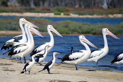 Romance Cruise + Scenic Tour + Beer Tasting + 3 Course Lunch + Hamper - Grafton Accommodation 5